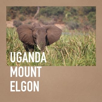 kawa-uganda-arabica