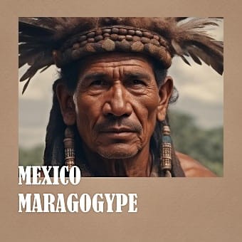 MEKSYK MARAGOGYPE KAWA